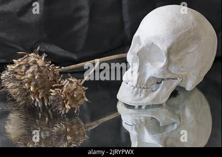 Plaster scull and dried plants on mirror on black drapery Stock Photo