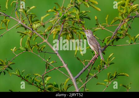 small bird on the tree in blur green background, The plain prinia, also known as the plain wren-warbler or white-browed wren-warbler Stock Photo