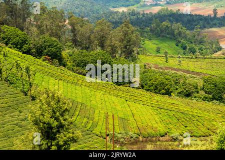 Towering mountains, sprawling tea gardens, nature's gift of greenery everywhere is the way one can explain the beauty of Ooty. Stock Photo