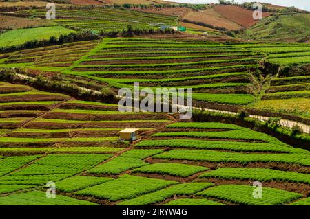 Towering mountains, sprawling tea gardens, nature's gift of greenery everywhere is the way one can explain the beauty of Ooty. Stock Photo