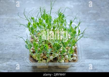 Close-up of peas microgreens with seeds and roots. Sprouting Microgreens. Seed Germination at home. Vegan and healthy eating concept. Sprouted peas Se Stock Photo