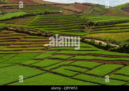 Towering mountains, sprawling tea gardens, nature's gift of greenery everywhere is the way one can explain the beauty of Ooty. Stock Photo