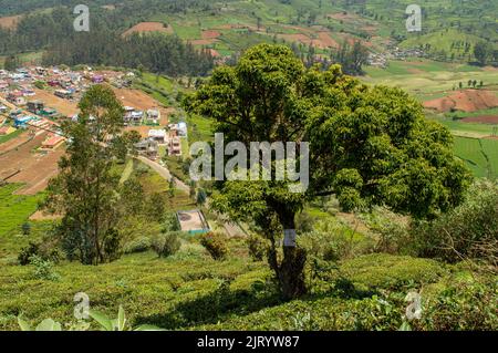 Towering mountains, sprawling tea gardens, nature's gift of greenery everywhere is the way one can explain the beauty of Ooty. Stock Photo