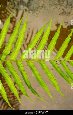 A fern is a member of a group of vascular plants that reproduce via spores and have neither seeds nor flowers. Here is a fern lying against blurred Stock Photo