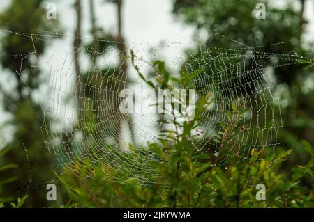Spiders build webs specifically to trap and catch insects to eat. They are made up of silk, natural fibre and protein. Here is a wet spider web Stock Photo