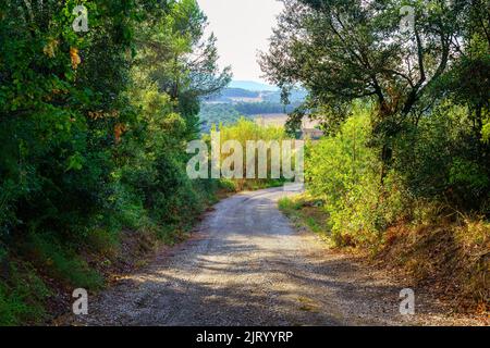 Dirt road in the forest and mountains in the background at sunset on a summer day. Stock Photo