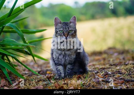 Nice stray cat in the field looking at the camera quietly. Stock Photo