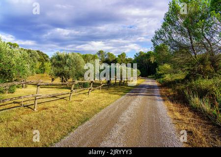 Dirt road between olive groves on a cloudy day at sunset. Stock Photo