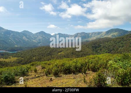 Towering mountains, sprawling tea gardens, rivers, nature's gift of greenery everywhere is the way one can explain the beauty of Ooty. Stock Photo