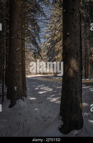 Snow covered path passing through bare trees Stock Photo - Alamy