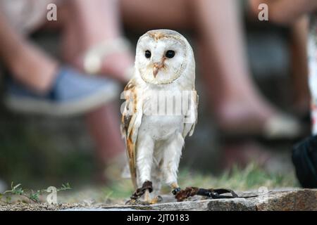 Grimaud, France. 26th Aug, 2022. A barn owl (Tyto alba, 'chouette effraie') during a falconry show (display) in Grimaud, France in August, 26, 2022. Photo by Victor Joly/ABACAPRESS.COM Credit: Abaca Press/Alamy Live News