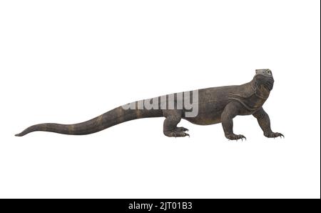 Komodo Dragon Isolated on White Background Stock Photo - Alamy