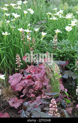 A flower border in a garden with dark purple and pink-leaved Heucheras and Siberian flags (Iris sibirica) White Swirl in May Stock Photo