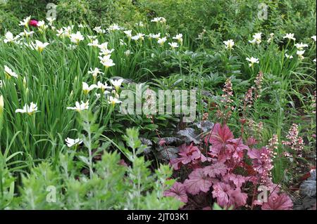 A flower border in a garden with dark purple and pink-leaved Heucheras and Siberian flags (Iris sibirica) White Swirl in May Stock Photo