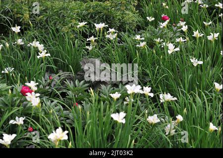 A flower border in a garden with a purple-leaved Heuchera and Siberian flags (Iris sibirica) White Swirl in May Stock Photo