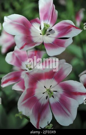 Pink and white Triumph tulips (Tulipa) Private Eyes bloom in a garden in April Stock Photo