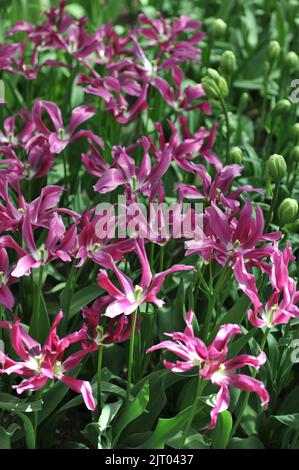 Pink lily-flowered tulips (Tulipa) Purple Doll bloom in a garden in April Stock Photo