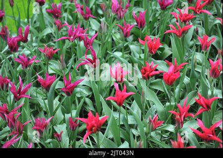 Pink and red lily-flowered tulips (Tulipa) Purple Doll and Doll's Minuet bloom in a garden in April Stock Photo