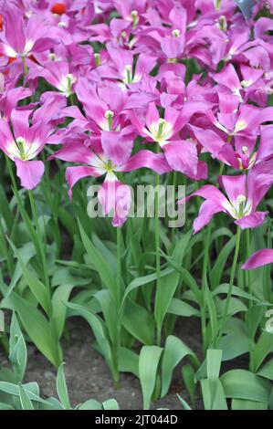 Pink and white lily-flowered tulips (Tulipa) Purple Dream bloom in a garden in April Stock Photo