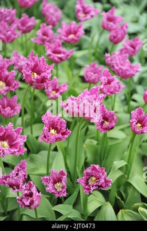 Fringed tulips (Tulipa) Purple Jaws bloom in a garden in April Stock ...