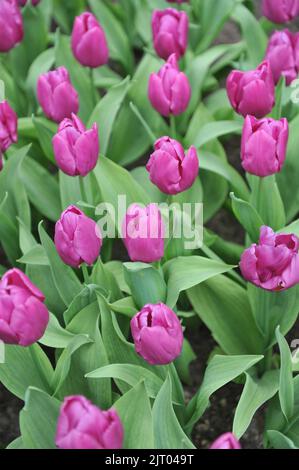 Single Early tulips (Tulipa) Purple Prince bloom in a garden in April Stock Photo