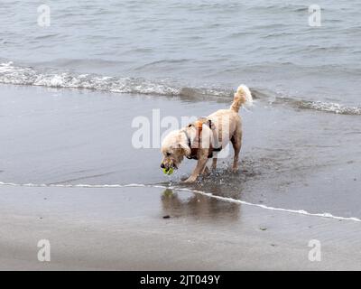 A little wet dog with a yellow tennis ball in his mouth.  A pet on the seashore. Walking the dog. Stock Photo
