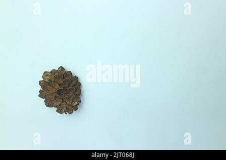 Pine cone on white background Stock Photo