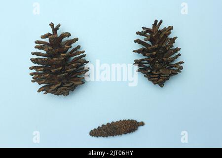 Set of cones of coniferous trees making face isolated on white Stock Photo