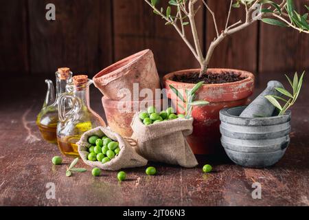 Fresh raw olives with a twig and mortar. Freshly picked green olives. Stock Photo
