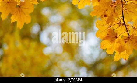 Yellow leaves in autumn park on blurred background. Golden autumn time Stock Photo
