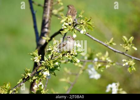 Common sparrows perched on a wild cherry tree Stock Photo