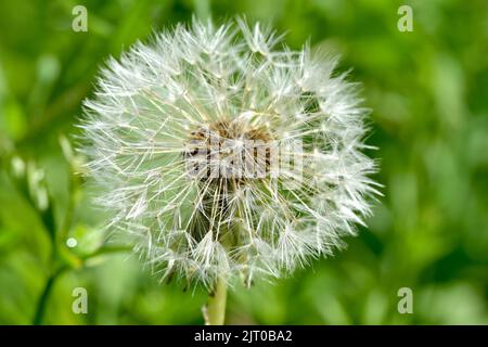 A closeup of a dandelion in the field Stock Photo