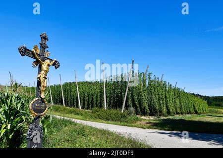 Corridor cross, cross on field, field, wayside cross, road cross, courtyard cross, God bless our fields, corn ready for harvest, corn field, hops, Stock Photo