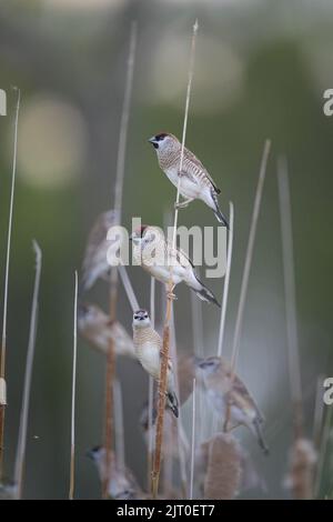 Three Plum-headed finches are the key subjects in a small flock of finches perched on Lara Wetlands bull-rushes in Central Queensland in Australia. Stock Photo