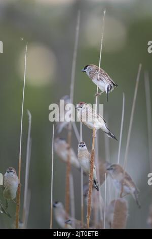 Three Plum-headed finches are the key subjects in a small flock of finches perched on Lara Wetlands bull-rushes in Central Queensland in Australia. Stock Photo