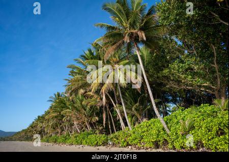 The coconut-lined 4-mile beach resort on a beautiful blue sky day at Port Douglas bordering the Sheraton Mirage Resort in Queensland, Australia. Stock Photo