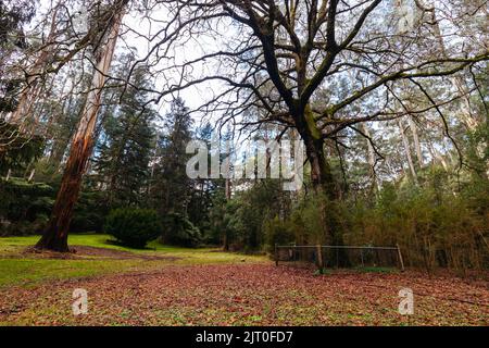 Fernshaw Picnic Ground in Victoria Australia Stock Photo