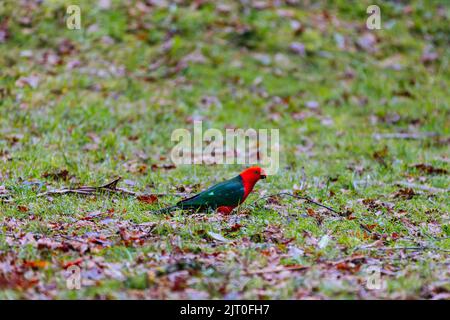 Australian King Parrot in Victoria Australia Stock Photo