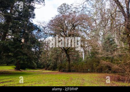 Fernshaw Picnic Ground in Victoria Australia Stock Photo