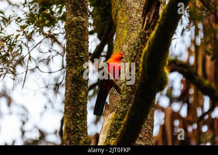 Australian King Parrot in Victoria Australia Stock Photo