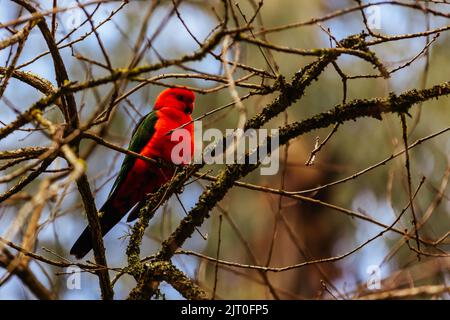 Australian King Parrot in Victoria Australia Stock Photo