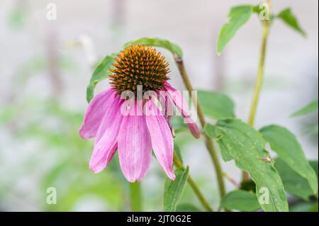 Withering Purple coneflower in a flower bed in a city park in Norrköping during summer in Sweden. Stock Photo