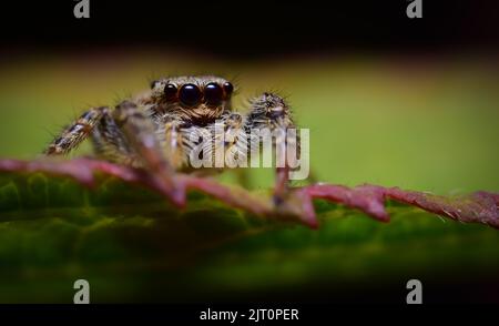 Curious jumping spider on a leaf, Marpissa muscosa Stock Photo
