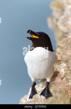 Close up of a Razorbill with an open beak on the cliff edge against blue background, Bempton, UK.