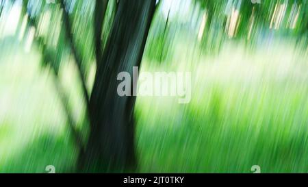 Intentional blurred image of a tree in woodland - John Gollop Stock Photo