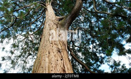 Looking up at a giant redwood, Dorset, UK - John Gollop Stock Photo