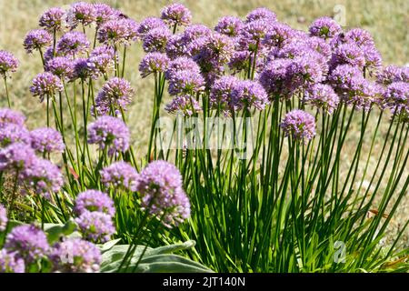 Growing clumps of Allium senescens, Flowers, Garden, Alliums, Curly Chives, Mountain Garlic, Ornamental Onion Chives Garden Stock Photo