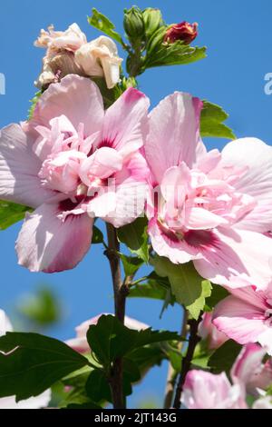 Beautiful Hibiscus 'Lady Stanley', Pink Roses of Sharon Flowers, Hardy Hibiscus syriacus Flower Stock Photo