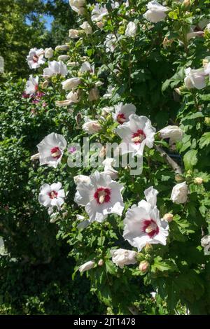 Shrubby, Hibiscus syriacus Tree, Blooming, Hibiscus syriacus 'Red Heart', Flowering shrub Stock Photo