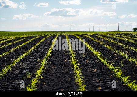 Rows of young corn shoots on a cornfield. Agriculture. Growing sweet corn. Stock Photo
